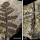 Illustration for article titled First Photos of China's 298-Million-Year-Old Buried Forest